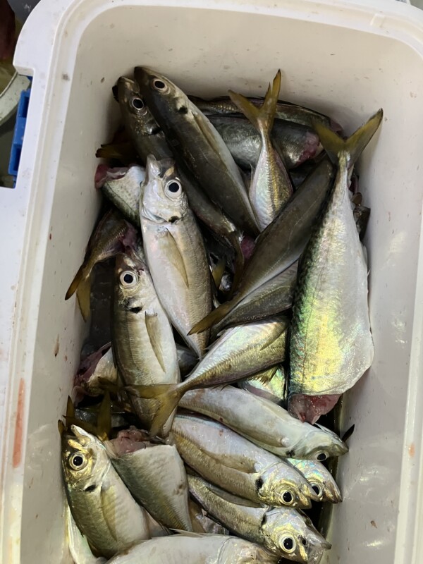 釣果写真