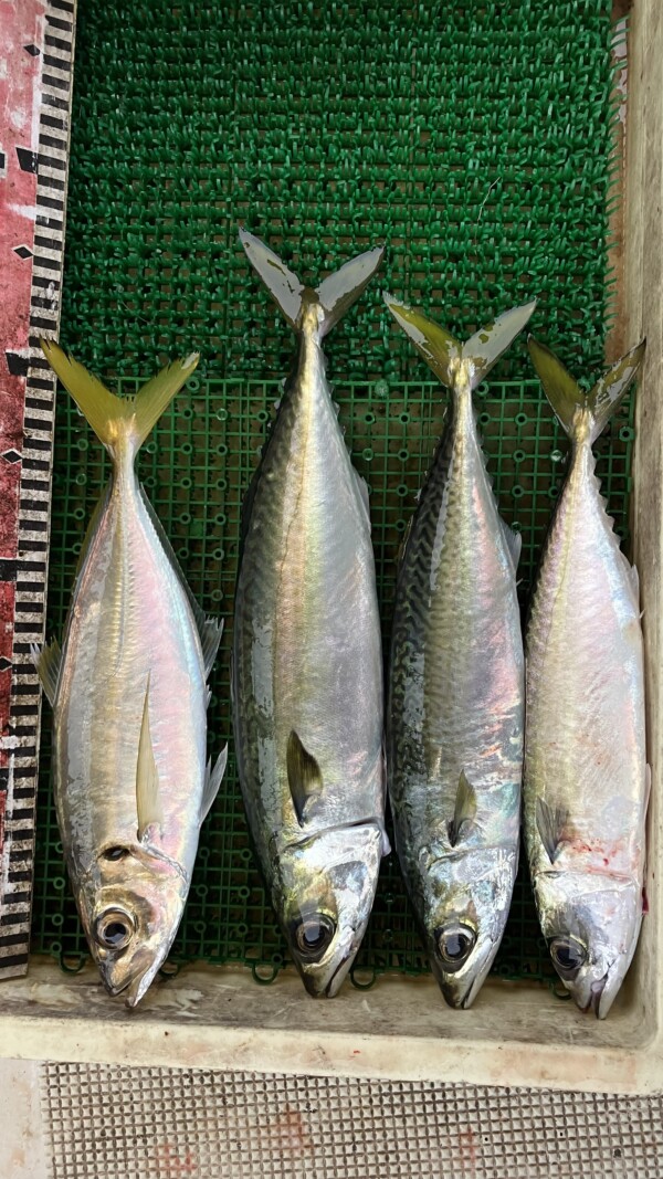 釣果写真