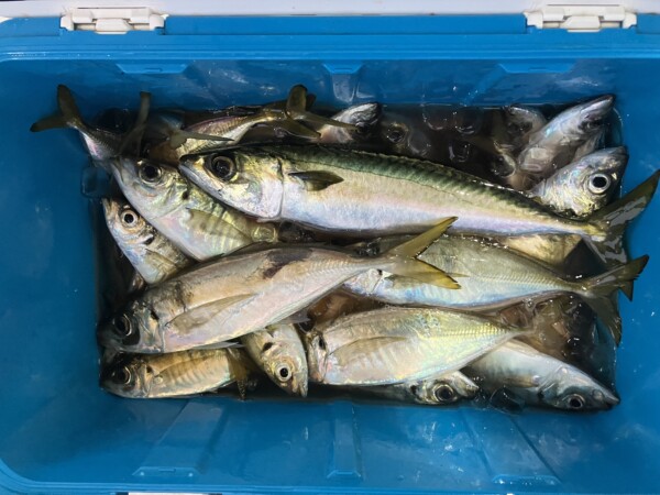 釣果写真