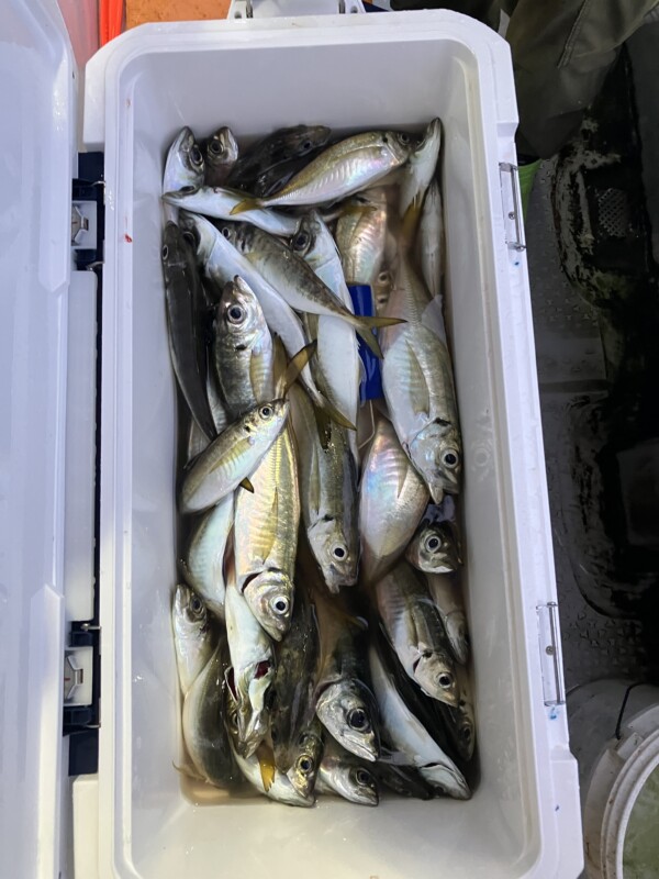 釣果写真