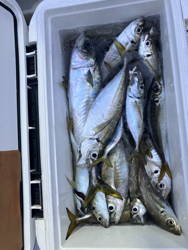 釣果写真