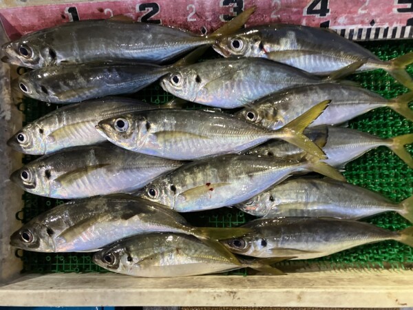 釣果写真