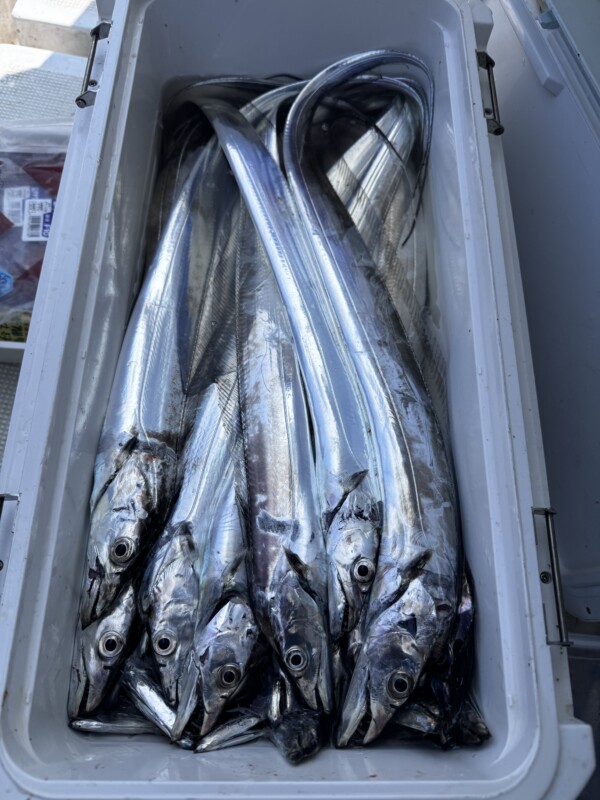 釣果写真