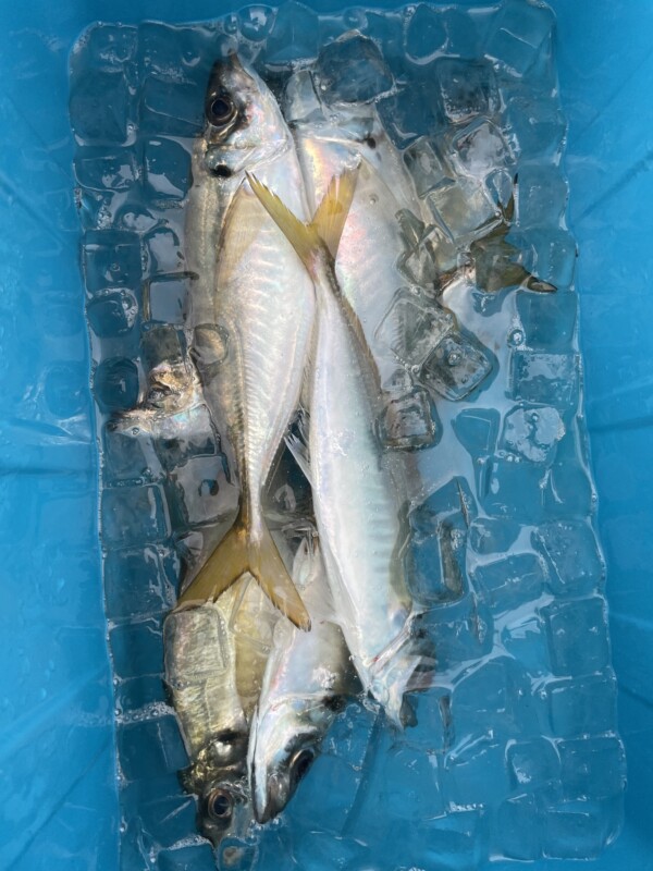 釣果写真