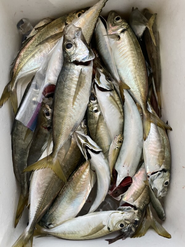 釣果写真