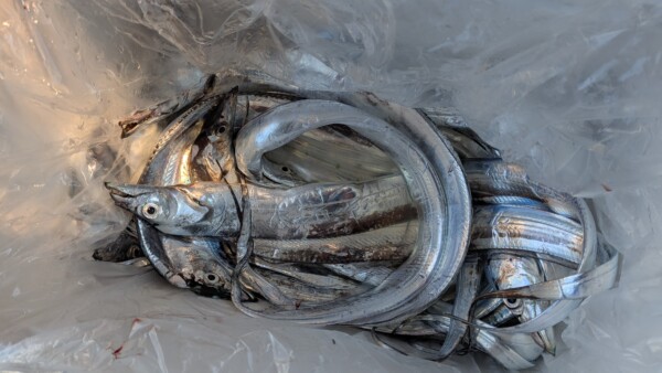 釣果写真