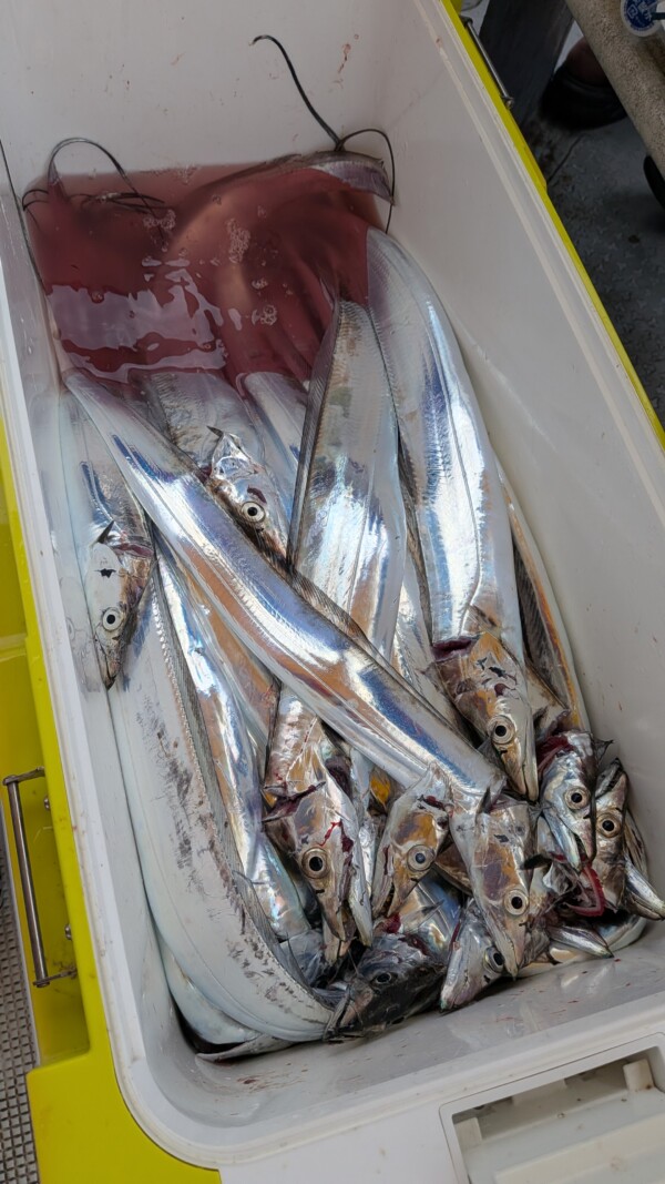 釣果写真