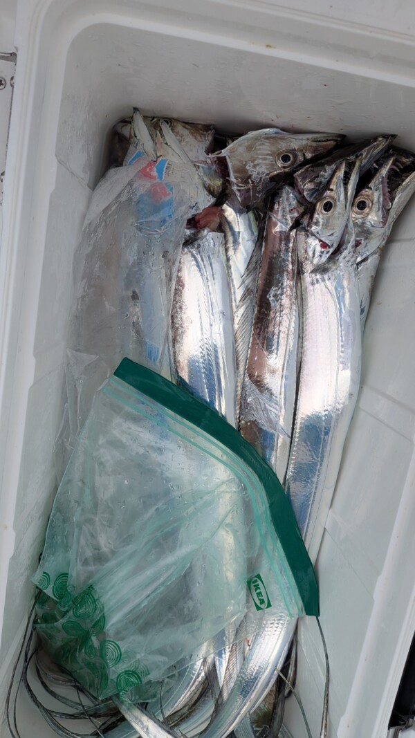 釣果写真