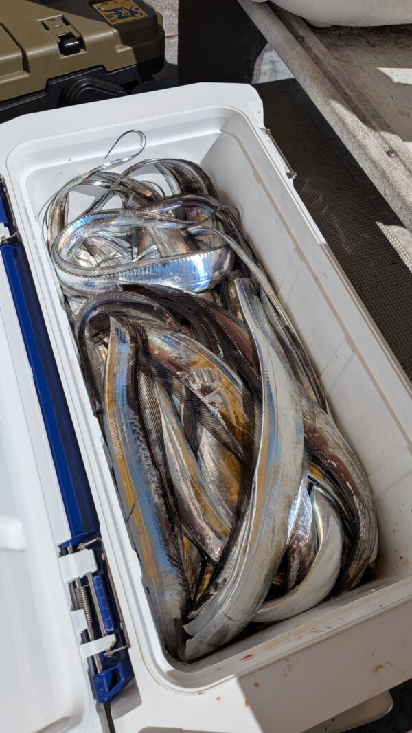釣果写真