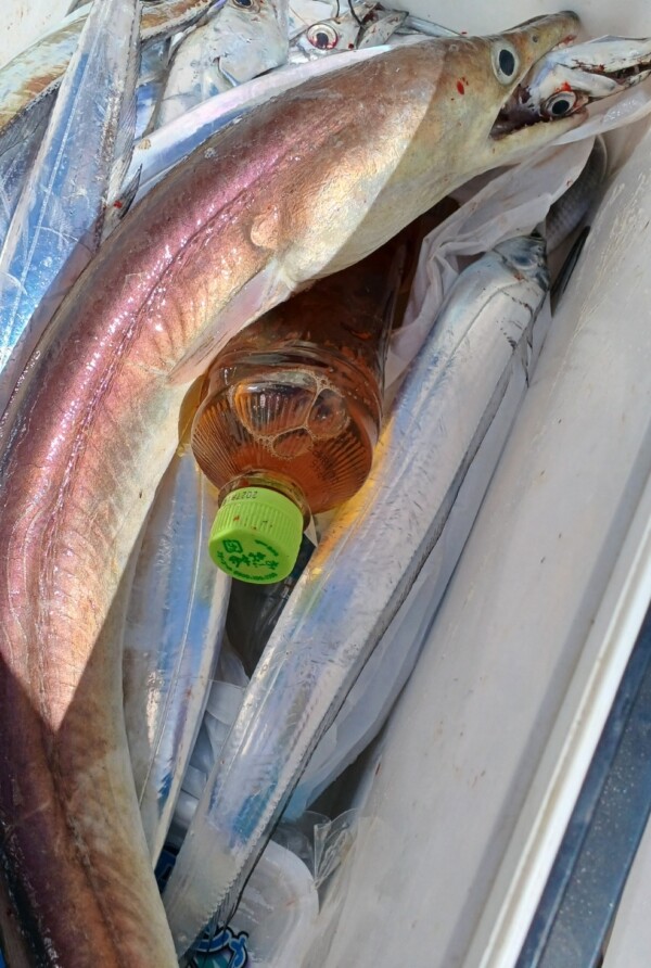 釣果写真