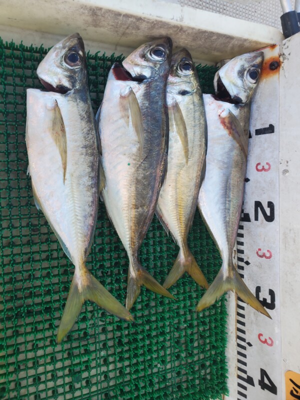 釣果写真