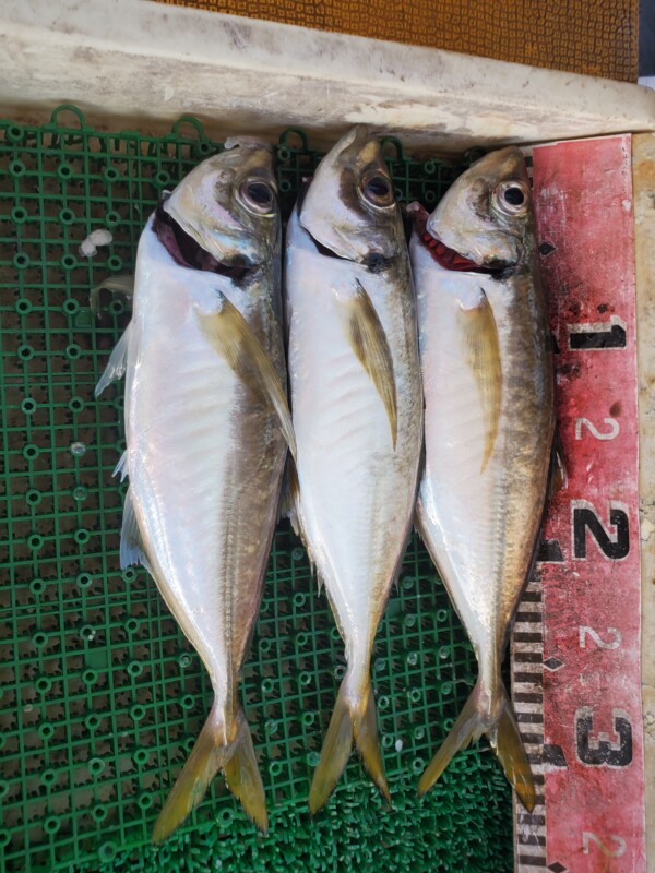 釣果写真