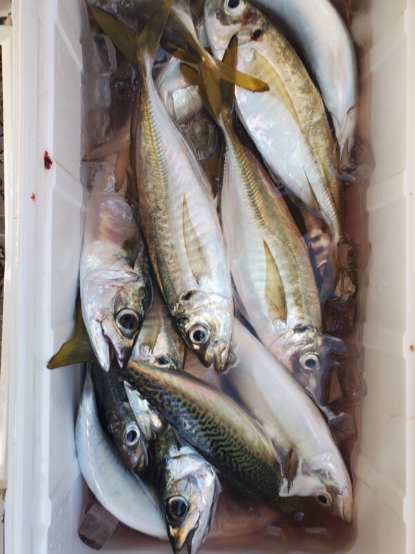 釣果写真