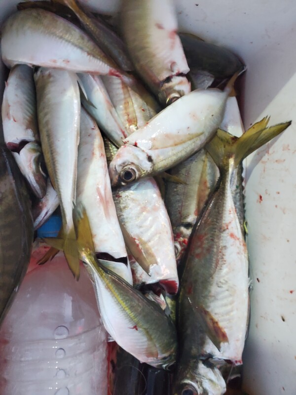 釣果写真