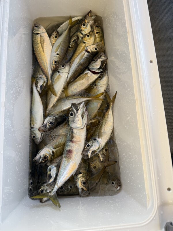 釣果写真