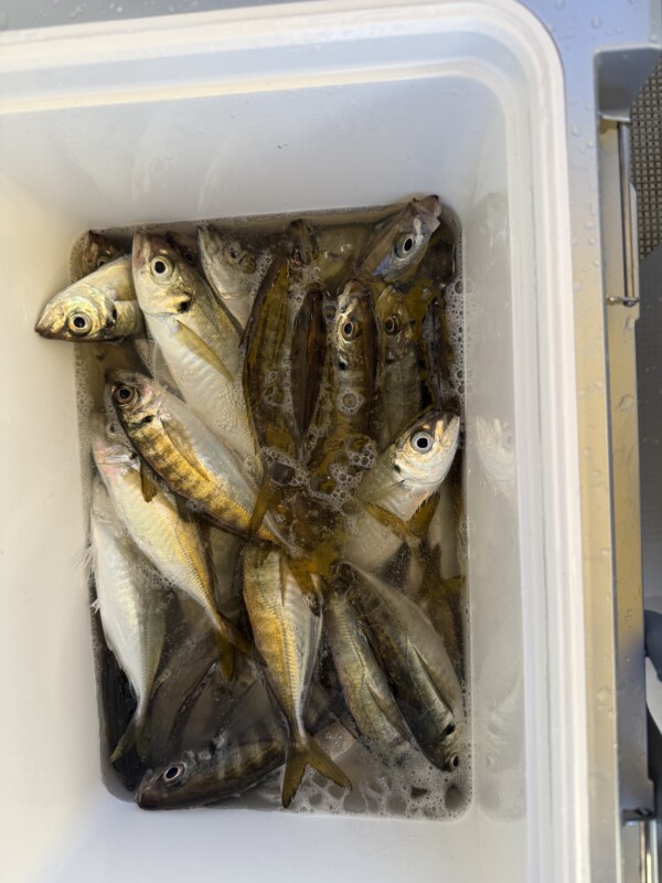 釣果写真