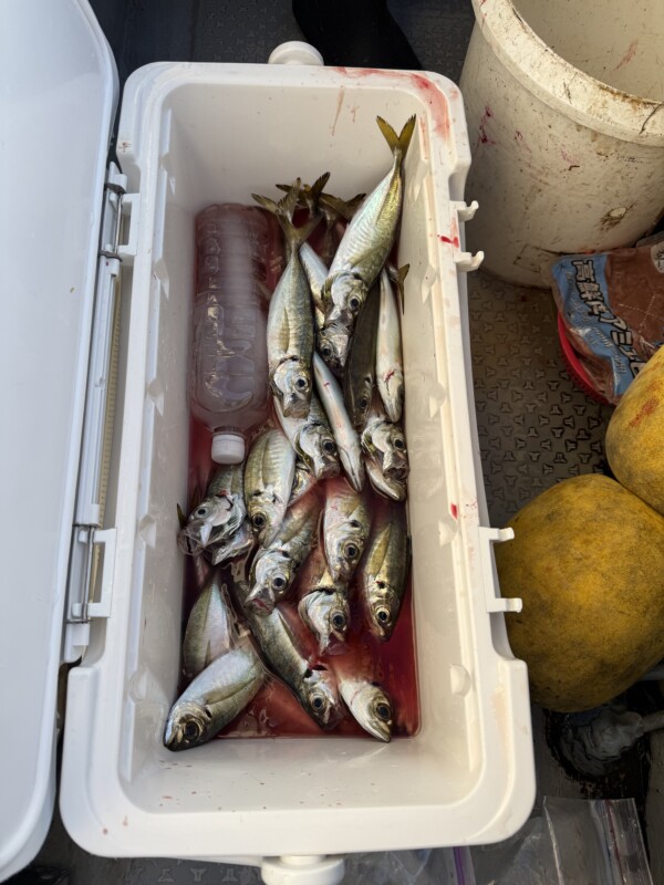 釣果写真