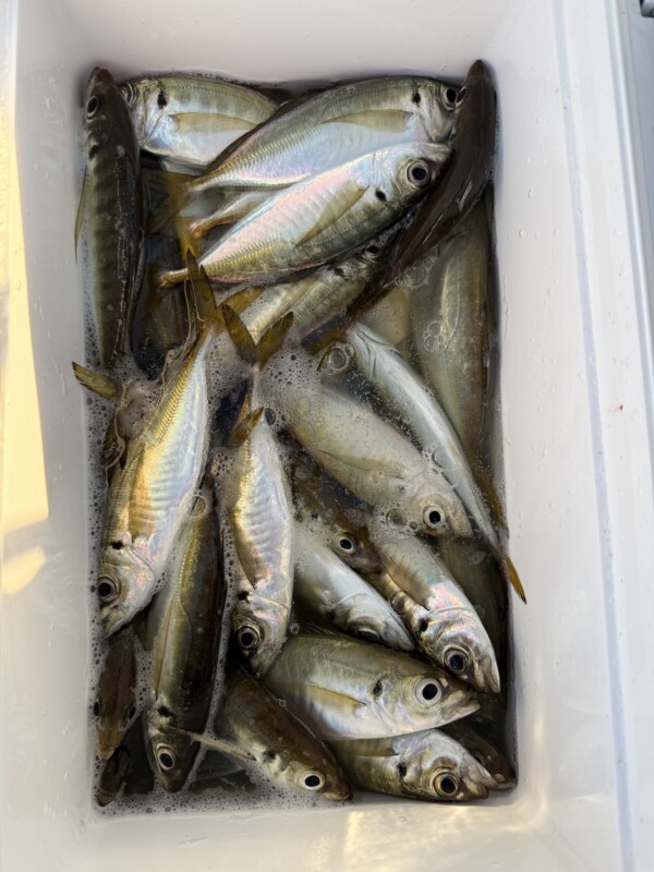 釣果写真
