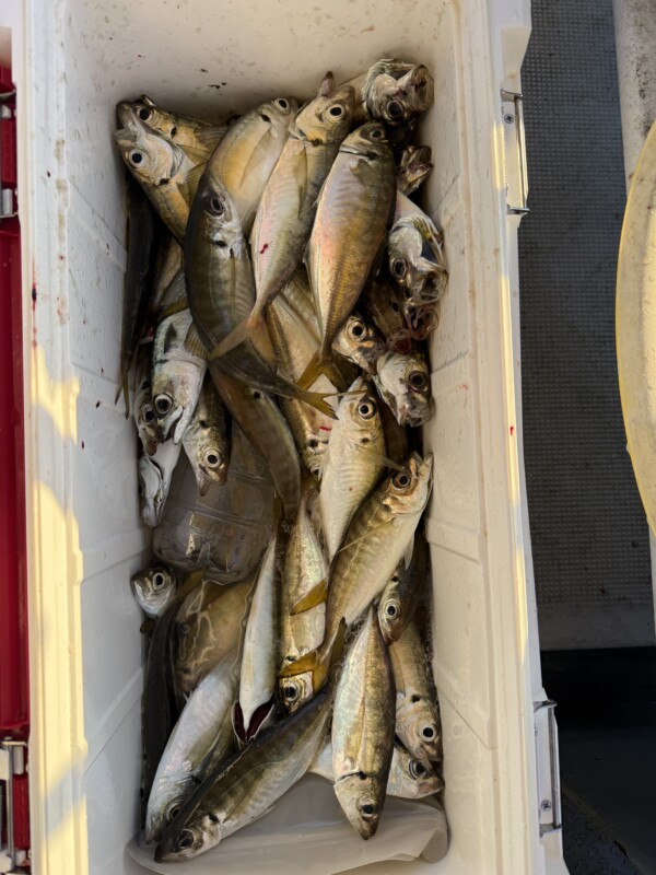 釣果写真