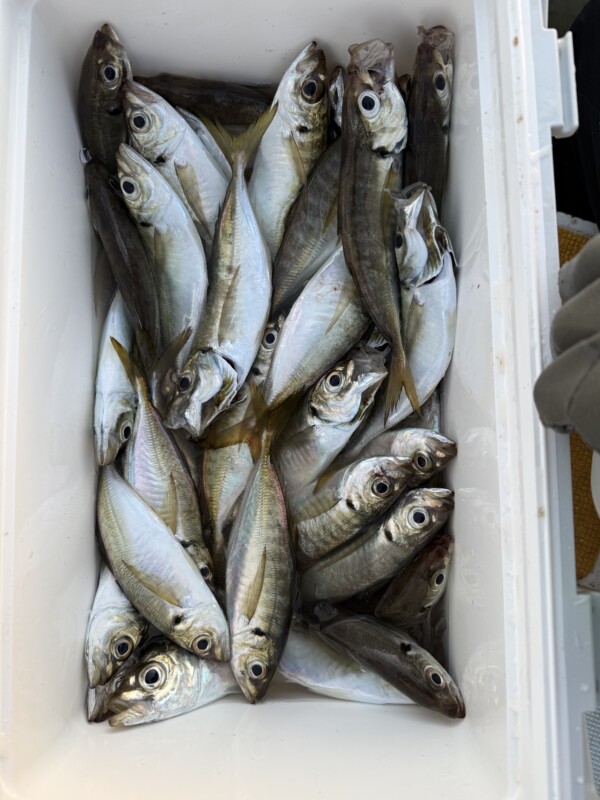 釣果写真