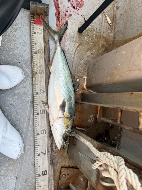 釣果写真