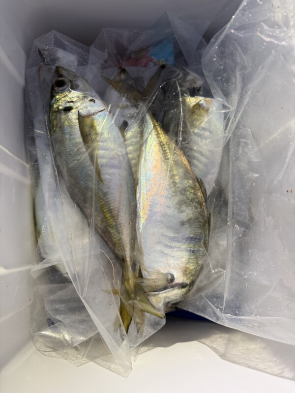 釣果写真