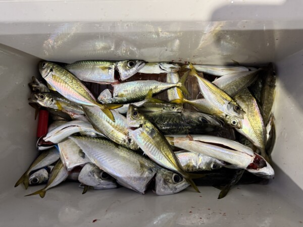 釣果写真