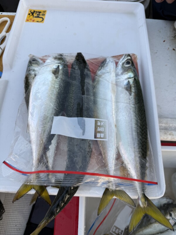 釣果写真
