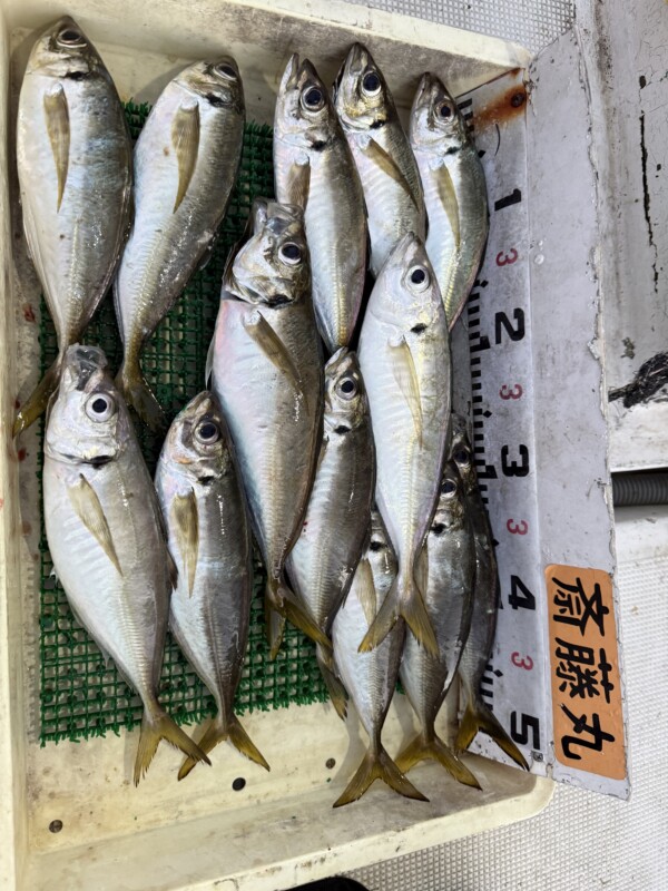 釣果写真