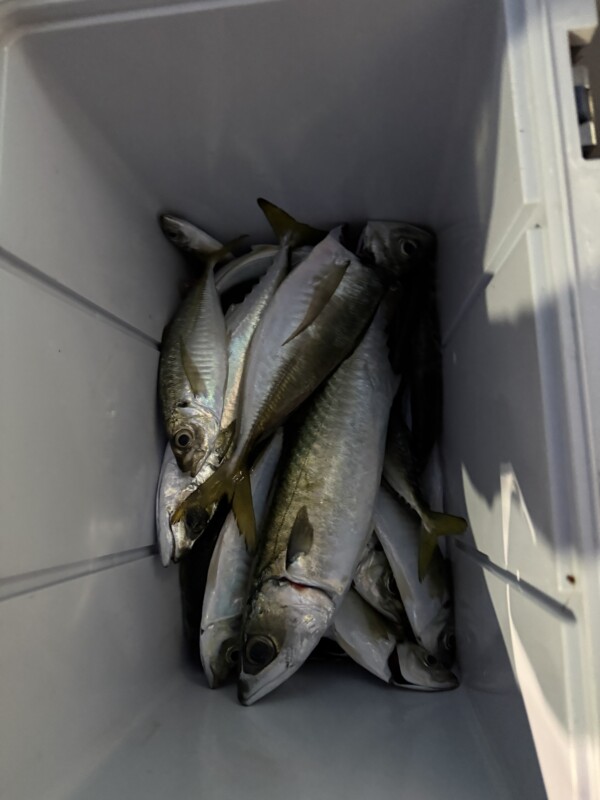 釣果写真