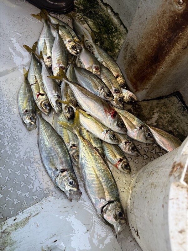 釣果写真