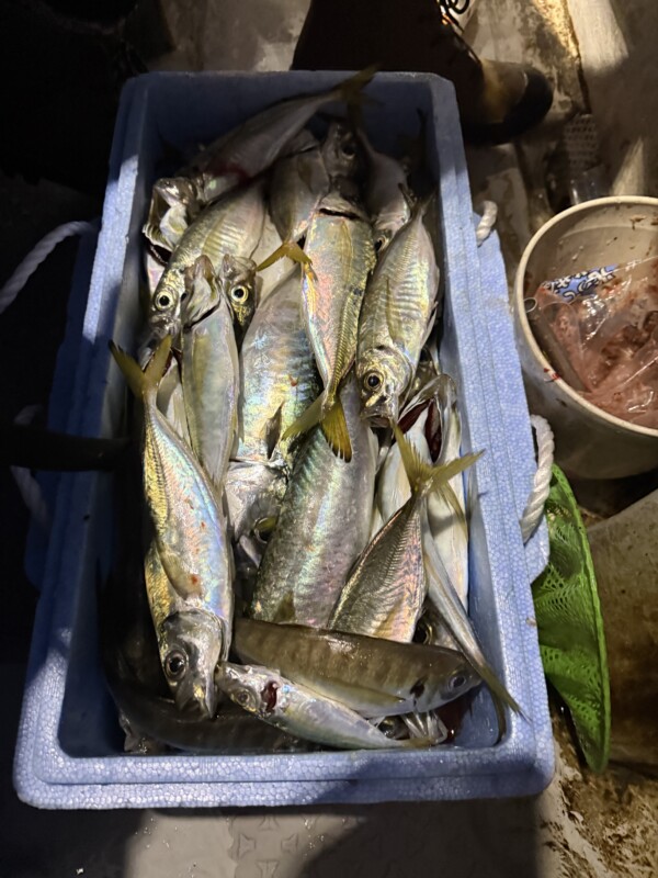釣果写真