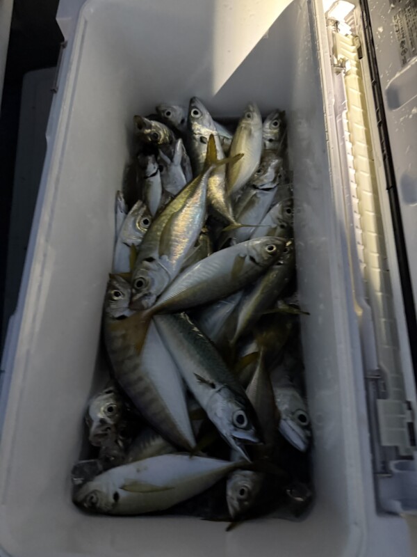 釣果写真