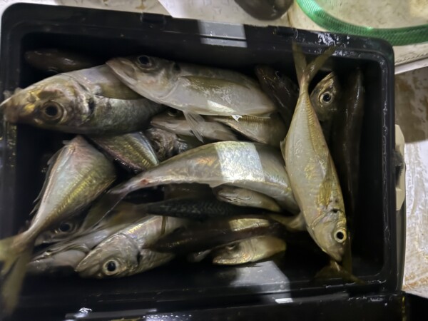 釣果写真