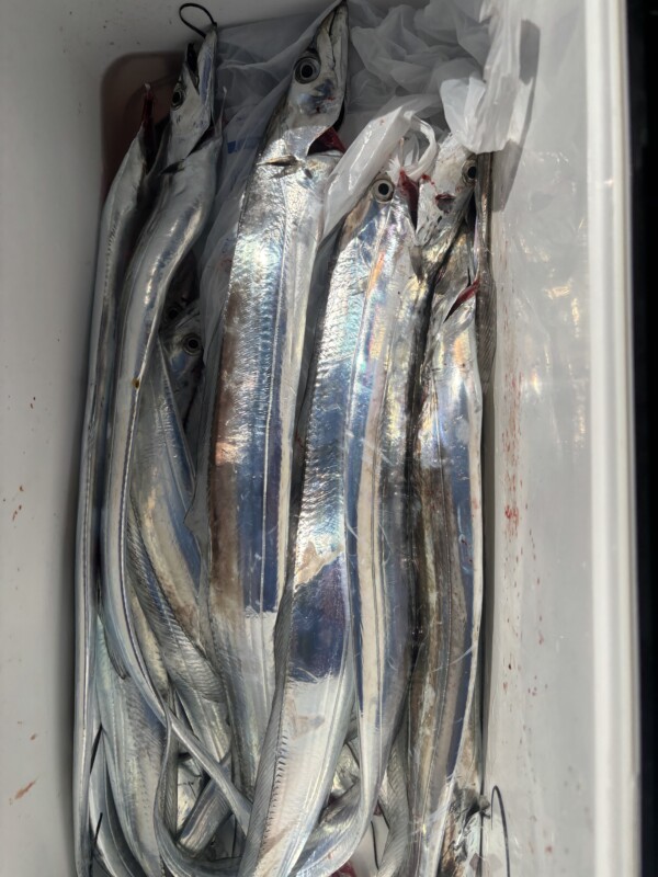 釣果写真