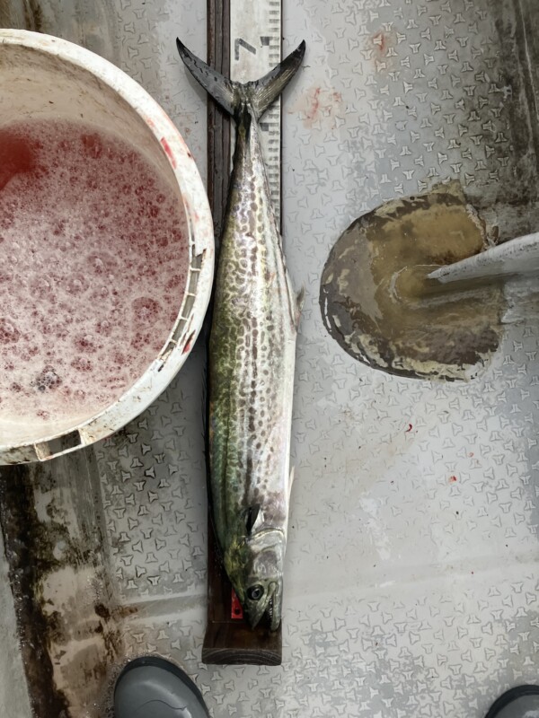 釣果写真