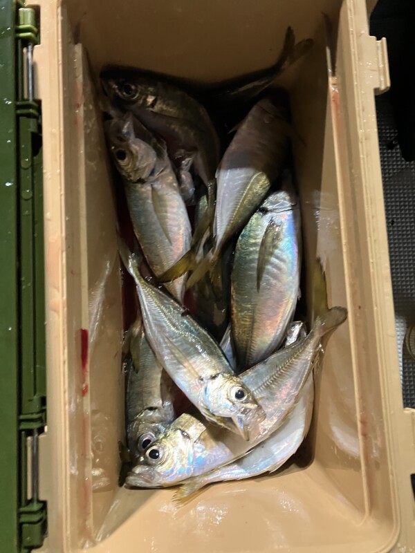 釣果写真