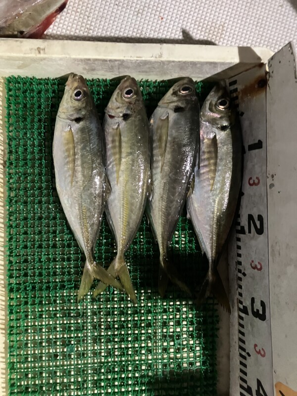 釣果写真