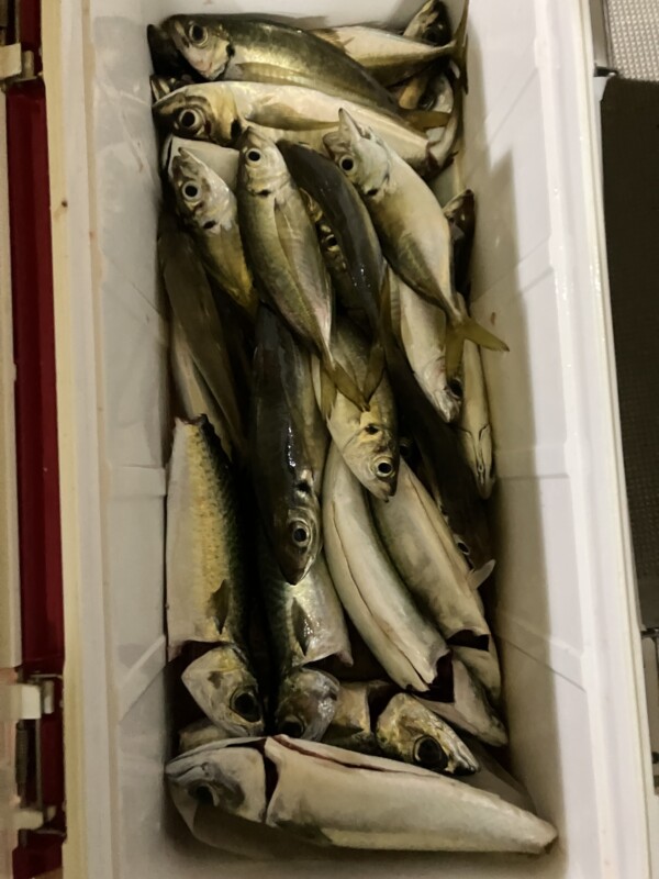釣果写真