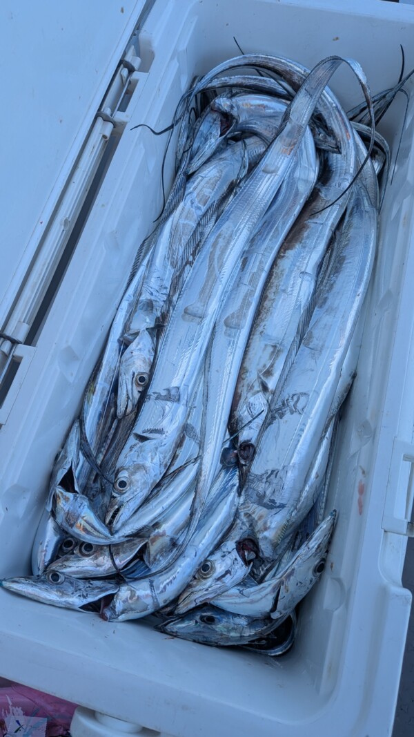 釣果写真