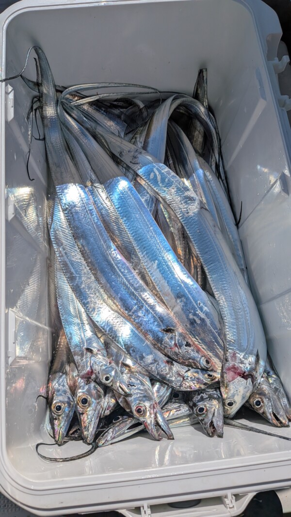 釣果写真