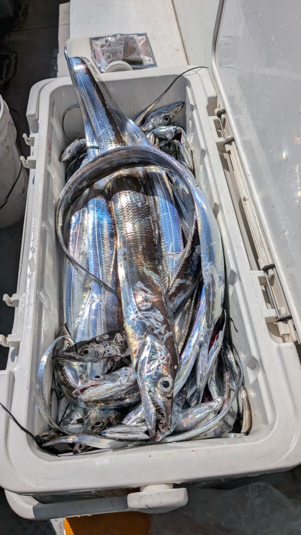 釣果写真