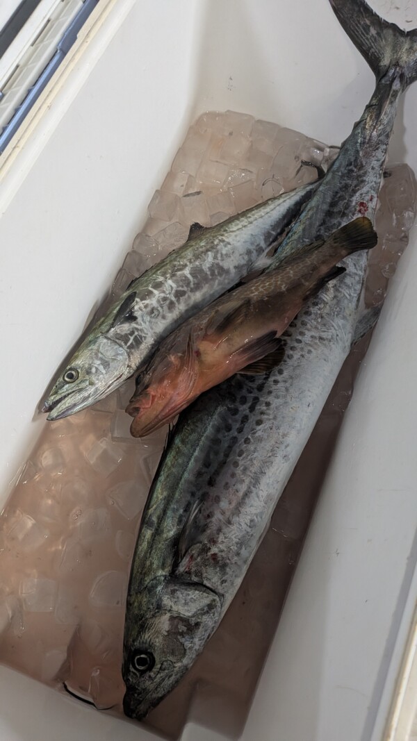 釣果写真