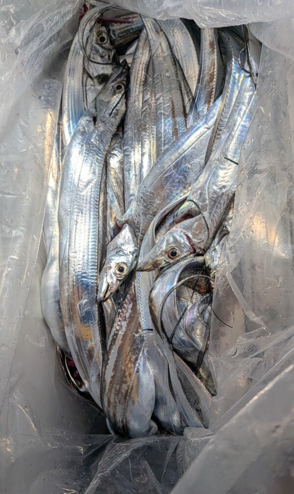 釣果写真