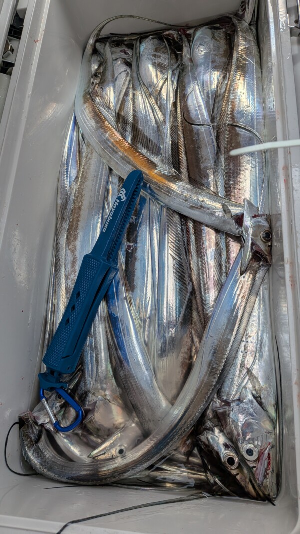 釣果写真